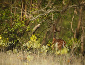  Sundarban National Park