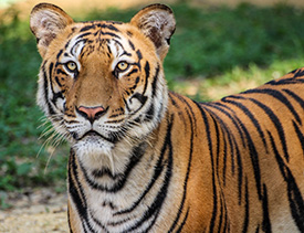 Naya Raipur Atal park